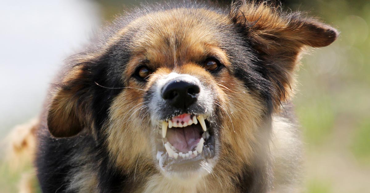 Aggressive Dog, Dog Bite Lawyer in Santa Clarita